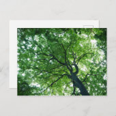 Beech Tree Postcard Postkarte (Vorne/Hinten)