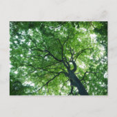 Beech Tree Postcard Postkarte (Vorderseite)