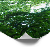 Beech Tree Poster (Ecke)