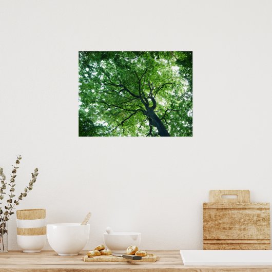 Beech Tree Poster (Küche)