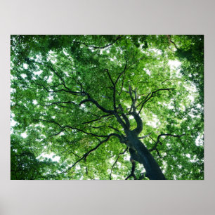 Beech Tree Poster