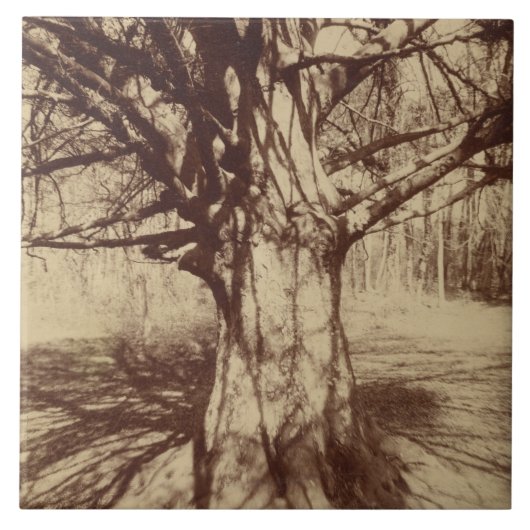 Beech Tree (von Eugène Atget) Fliese (Vorderseite)