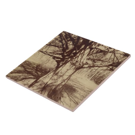 Beech Tree (von Eugène Atget) Fliese (Seite)