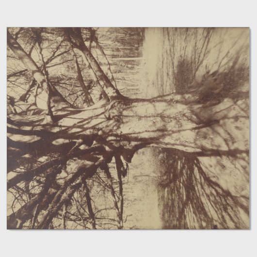 Beech Tree (von Eugène Atget) Geschenkpapier (Flach)