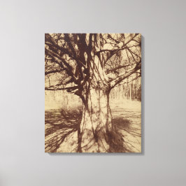 Beech Tree (von Eugène Atget) Leinwanddruck