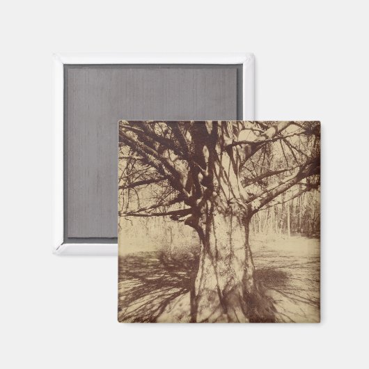 Beech Tree (von Eugène Atget) Magnet (Vorderseite/Rückseite)