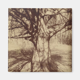 Beech Tree (von Eugène Atget) Magnet