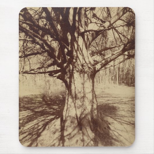 Beech Tree (von Eugène Atget) Mousepad (Vorne)