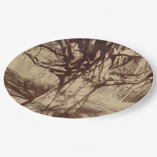 Beech Tree (von Eugène Atget) Pappteller (Schrägansicht)