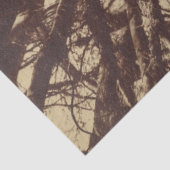 Beech Tree (von Eugène Atget) Seidenpapier (Ausschnitt)