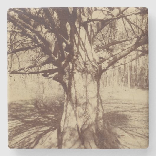 Beech Tree (von Eugène Atget) Steinuntersetzer (Vorderseite)