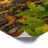 Beech Woods Poster (Ecke)