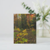 Beech Woods Postkarte (Stehend Vorderseite)
