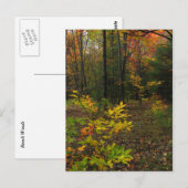 Beech Woods Postkarte (Vorne/Hinten)