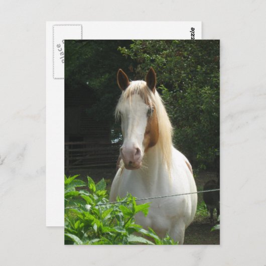 Beedahbeen Postkarte (Vorne/Hinten)