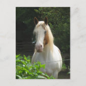 Beedahbeen Postkarte (Vorderseite)