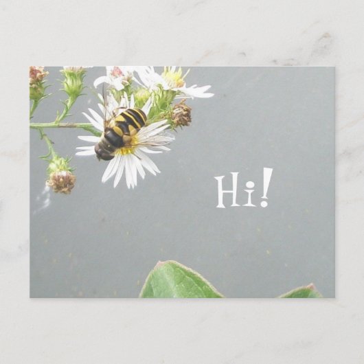Beefly, Hi! Postkarte (Vorderseite)