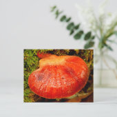 Beefsteak Fungus Postkarte (Stehend Vorderseite)