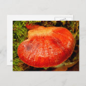 Beefsteak Fungus Postkarte (Vorne/Hinten)