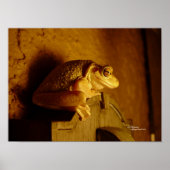 Beefy Tree Frog Print oder Poster (Vorne)