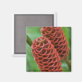 Beehive Ginger, Spezial Zingiber), Magnet (Vorderseite/Rückseite)