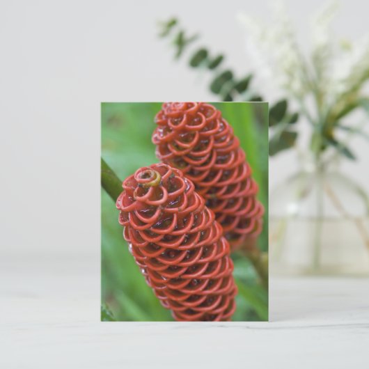 Beehive Ginger, Spezial Zingiber), Postkarte (Stehend Vorderseite)