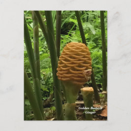Beehive Ginger Tropische Pflanze Postkarte