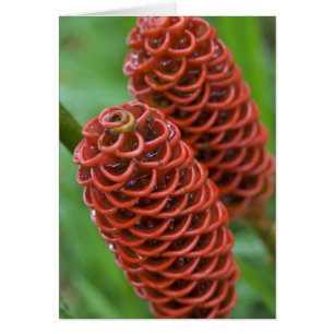 Beehive Ginger, Zingiber spectabile),