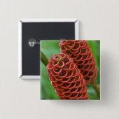 Beehive Ginger, Zingiber spectabile), Button (Vorne & Hinten)