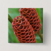 Beehive Ginger, Zingiber spectabile), Button (Vorderseite)