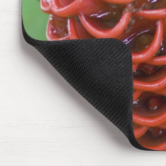 Beehive Ginger, Zingiber spectabile), Mousepad (Ecke)