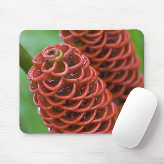 Beehive Ginger, Zingiber spectabile), Mousepad (Mit Mouse)