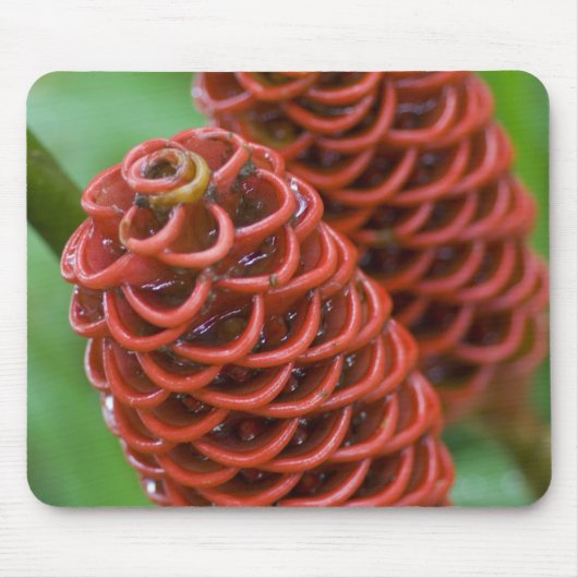 Beehive Ginger, Zingiber spectabile), Mousepad (Vorne)
