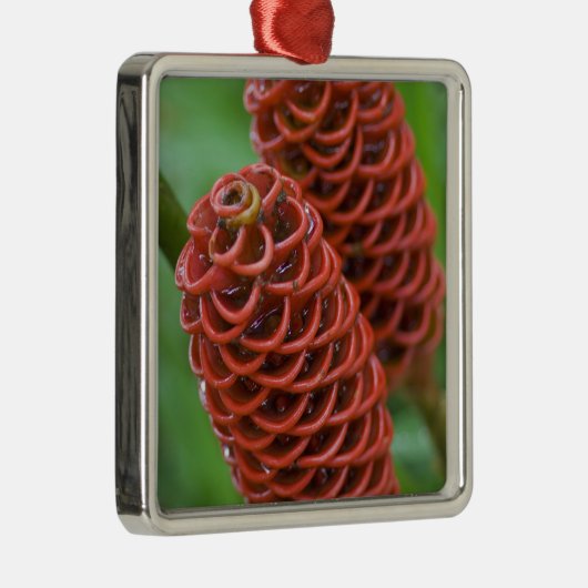 Beehive Ginger, Zingiber spectabile), Ornament Aus Metall (Rechts)