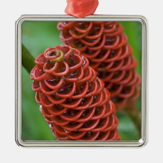 Beehive Ginger, Zingiber spectabile), Ornament Aus Metall (Vorne)
