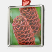 Beehive Ginger, Zingiber spectabile), Ornament Aus Metall (Links)