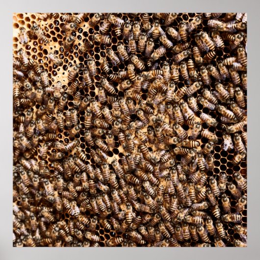 BEEHIVE POSTER (Vorne)