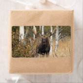 Beeindruckende Bull Moose (Insitu)