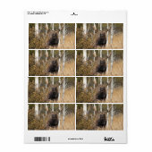 Beeindruckende Bull Moose (Vorne)