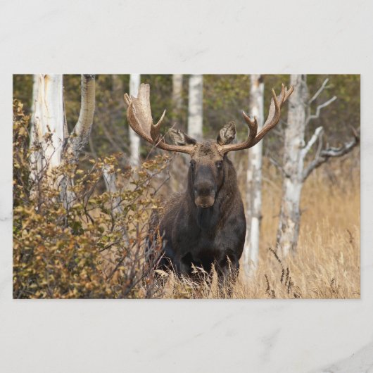 Beeindruckende Bull Moose Briefpapier (Vorderseite)