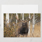 Beeindruckende Bull Moose Briefpapier (Vorne/Hinten)