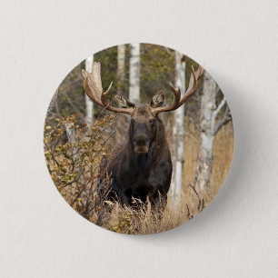 Beeindruckende Bull Moose Button