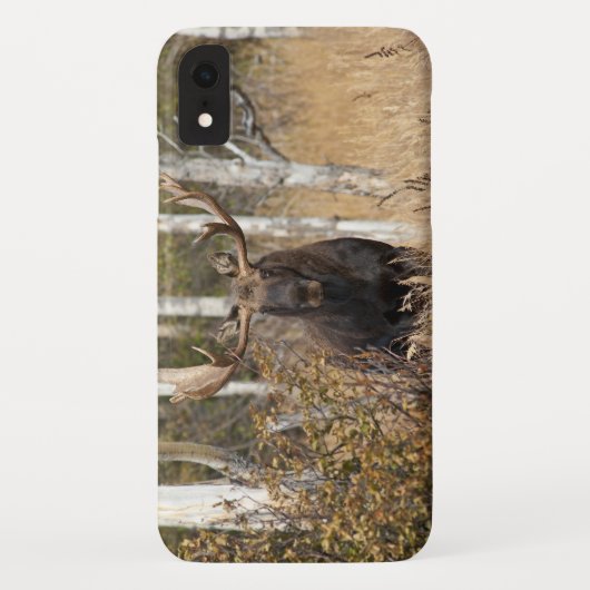 Beeindruckende Bull Moose Case-Mate iPhone Hülle (Rückseite)
