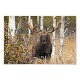 Beeindruckende Bull Moose Fotodruck
