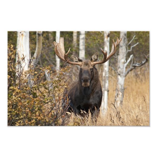 Beeindruckende Bull Moose Fotodruck (Vorne)