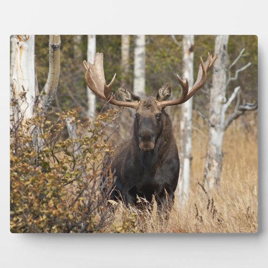 Beeindruckende Bull Moose Fotoplatte (Vorderseite)