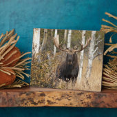 Beeindruckende Bull Moose Fotoplatte (Seite)