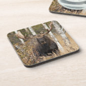 Beeindruckende Bull Moose Getränkeuntersetzer (Linke Seite)