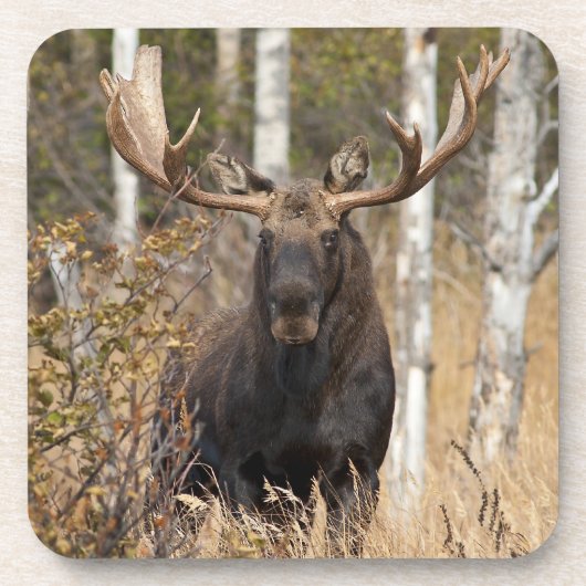 Beeindruckende Bull Moose Getränkeuntersetzer (Vorderseite)