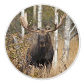 Beeindruckende Bull Moose Keramikknauf (Vorderseite)